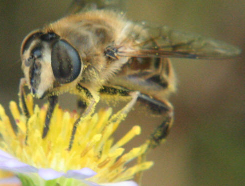 Eristalis tenax