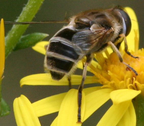 Eristalis arbustorum