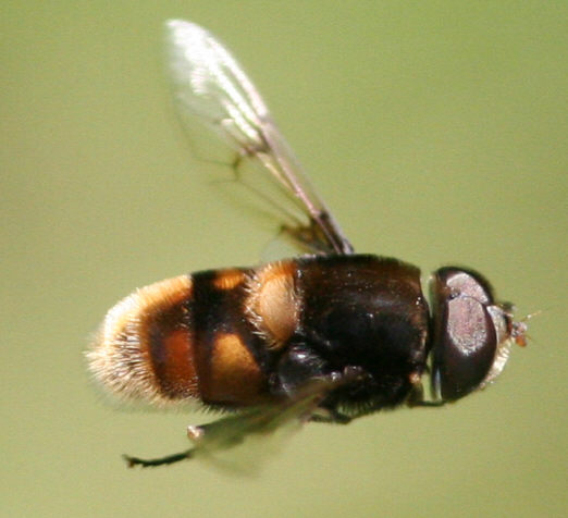 Eristalis intricarius