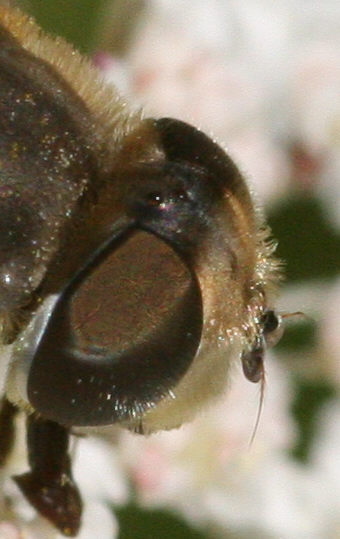 Eristalis arbustorum