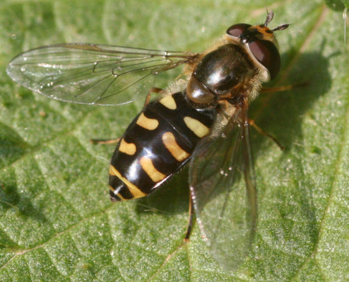 Eupeodes luniger