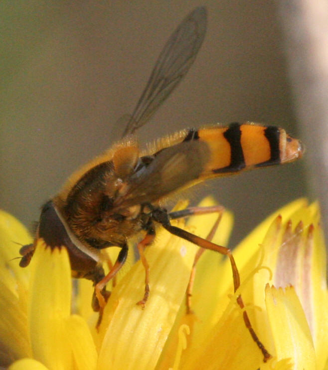 Eupeodes latifasciatus