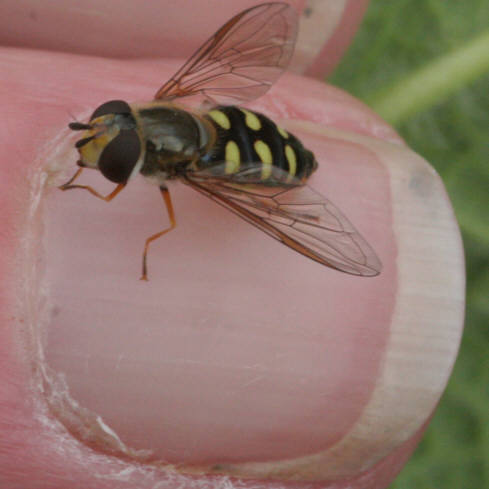 Eupeodes luniger