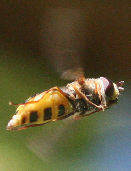 Eupeodes luniger