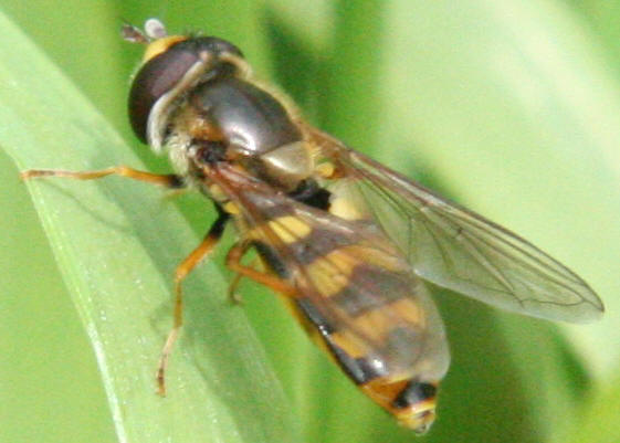 Eupeodes latifasciatus
