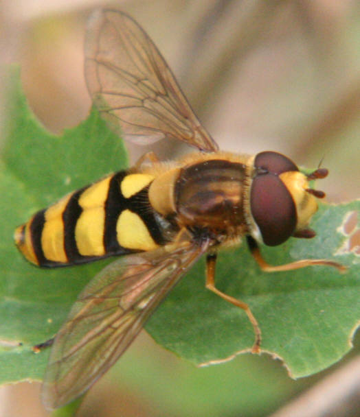 Eupeodes latifasciatus