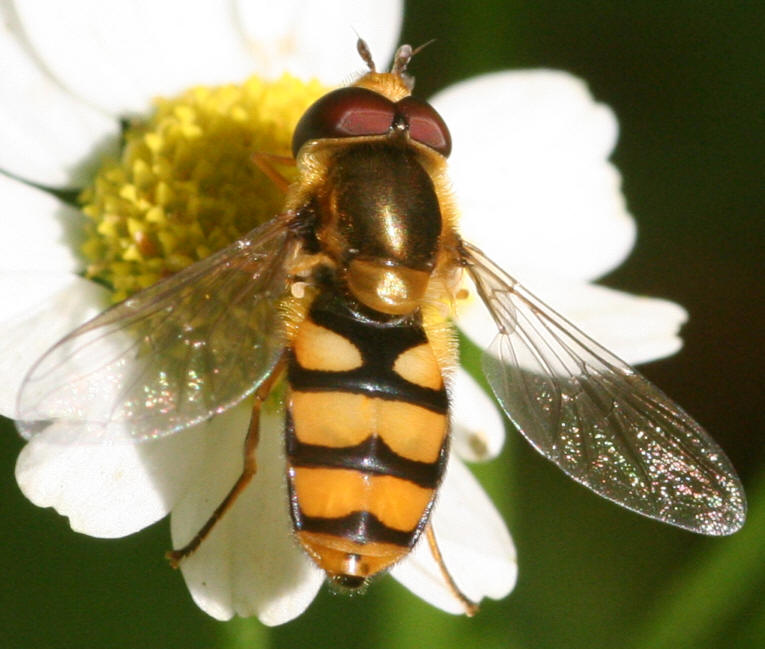 Eupeodes latifasciatus