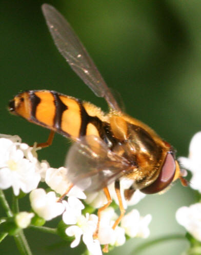 Eupeodes latifasciatus
