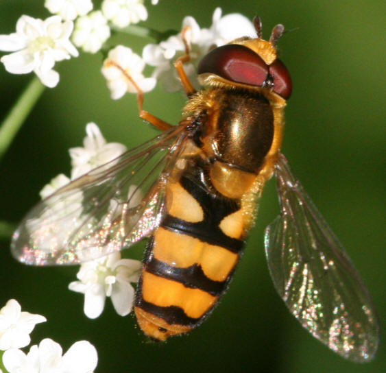 Eupeodes latifasciatus