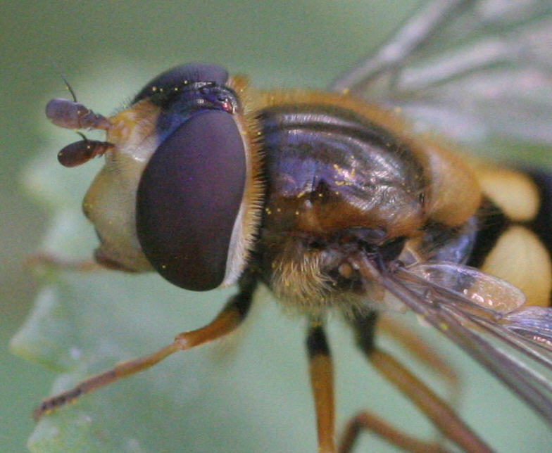Eupeodes latifasciatus