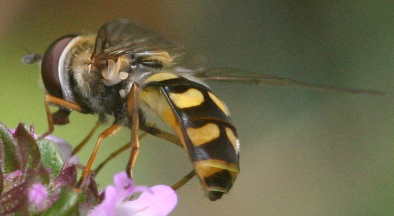 Eupeodes luniger