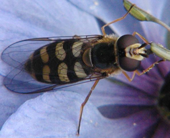 Eupeodes luniger