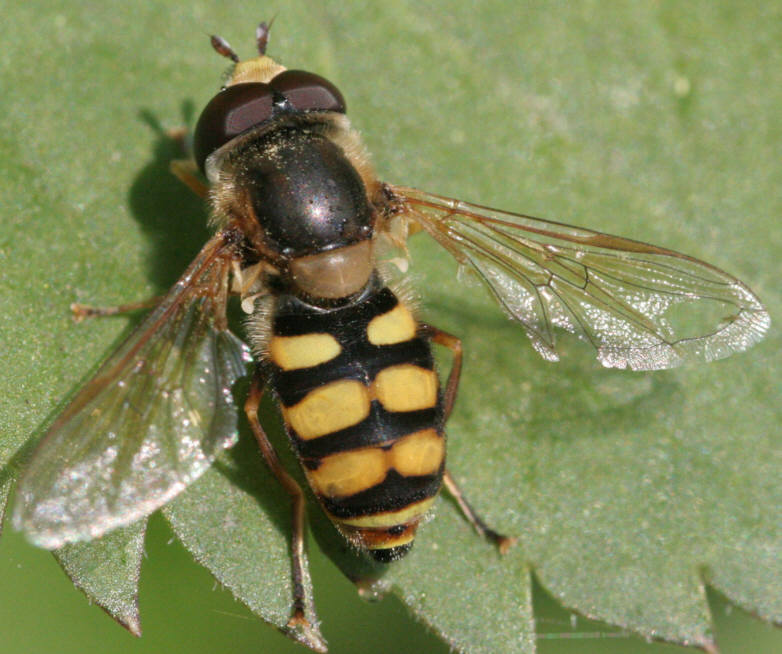 Eupeodes corollae