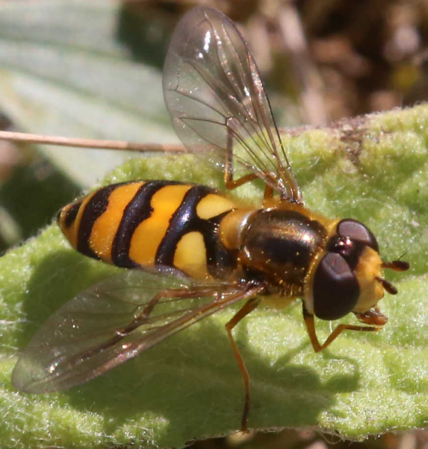 Eupeodes latifasciatus