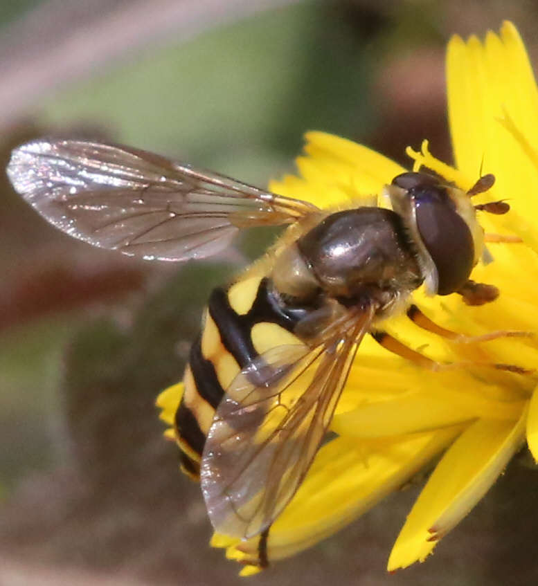 Eupeodes latifasciatus
