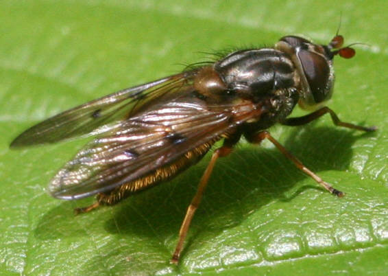 Ferdinandea cuprea