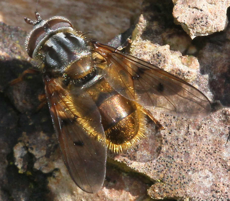 Ferdinandea cuprea