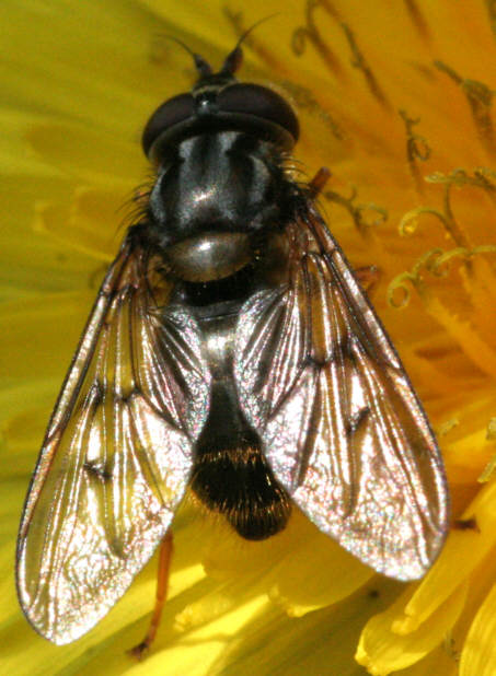 Ferdinandea cuprea