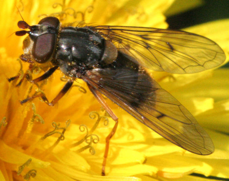 Ferdinandea cuprea