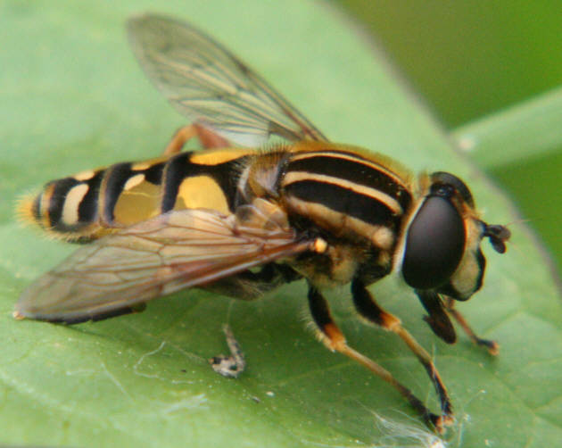 Helophilus pendulus