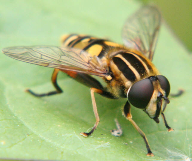 Helophilus pendulus