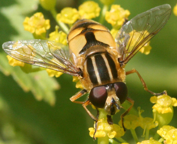 Helophilus hybridus