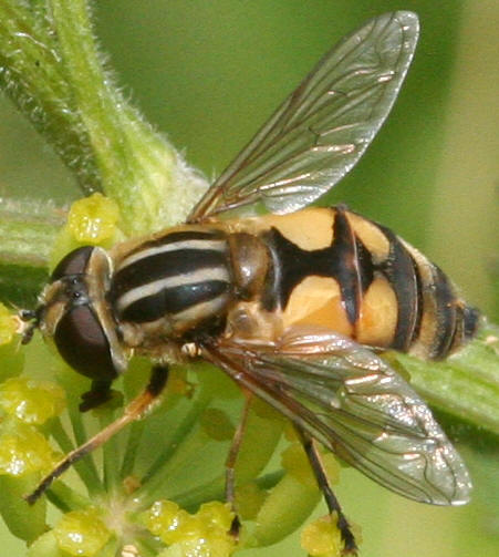 Helophilus hybridus
