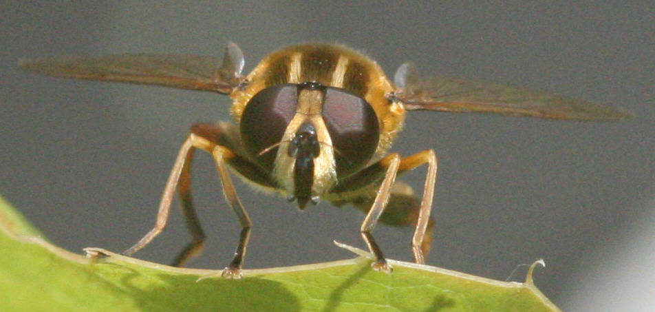Helophilus pendulus