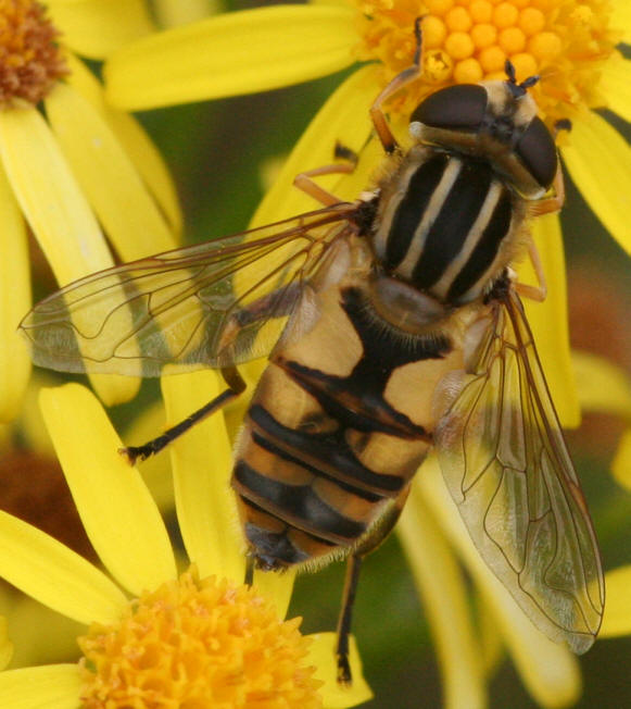 Helophilus hybridus