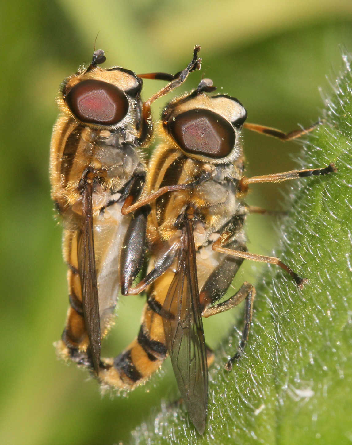 Helophilus hybridus