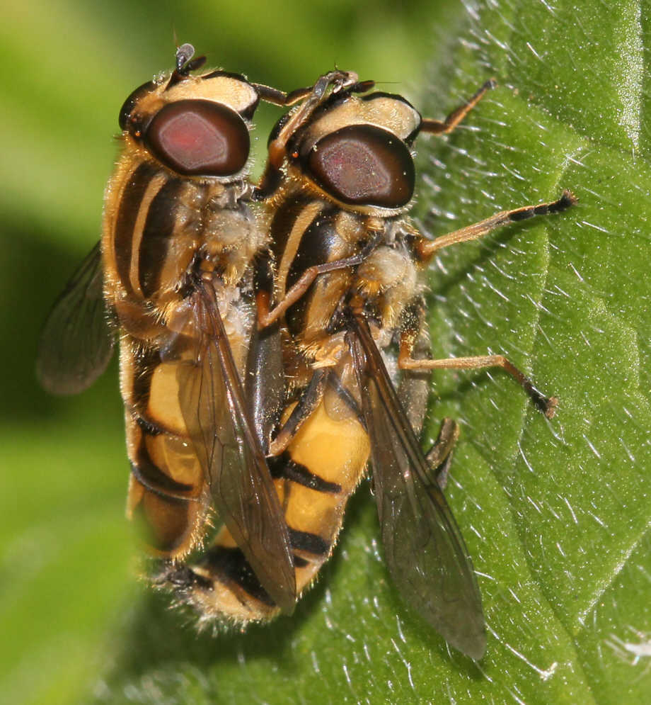 Helophilus hybridus