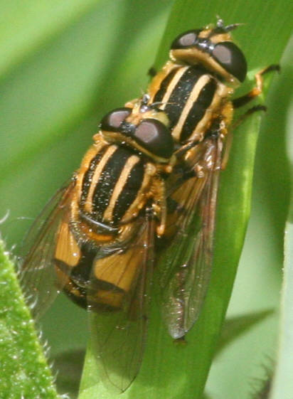 Helophilus pendulus