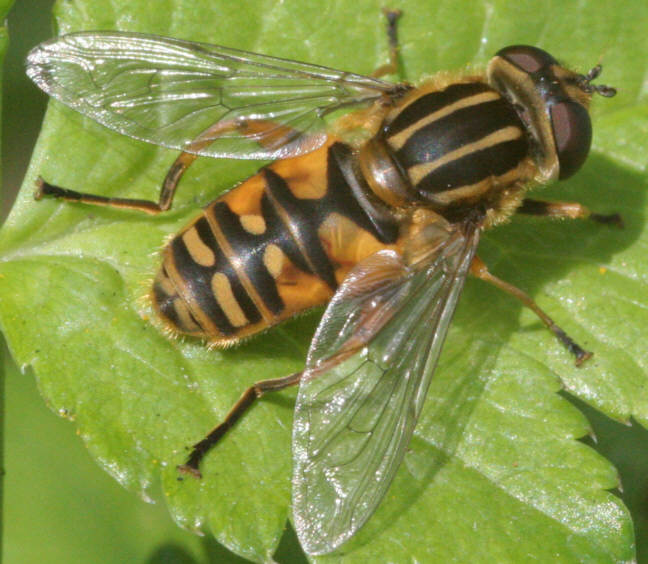 Helophilus pendulus