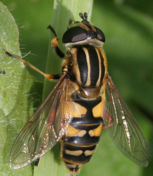 Helophilus pendulus
