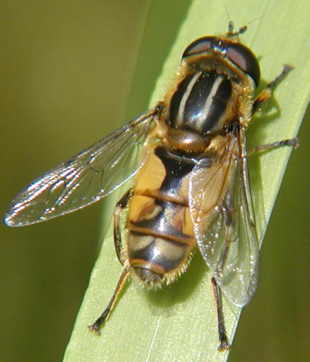 Helophilus hybridus
