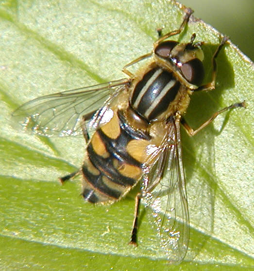 Helophilus hybridus