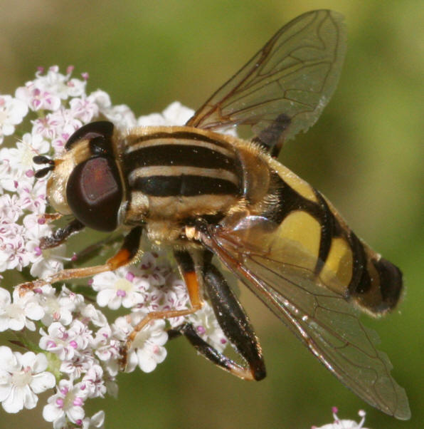 Helophilus trivittatus