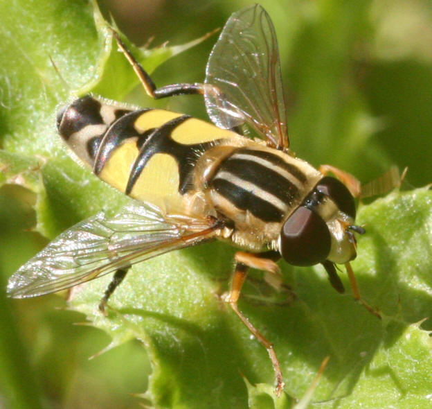Helophilus trivittatus