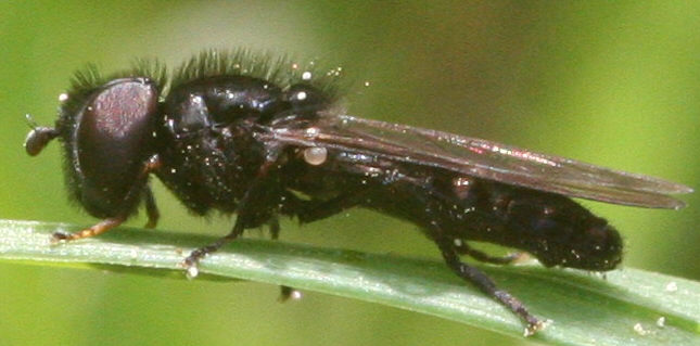 Heringia sp.