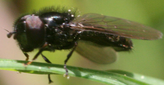 Heringia sp.