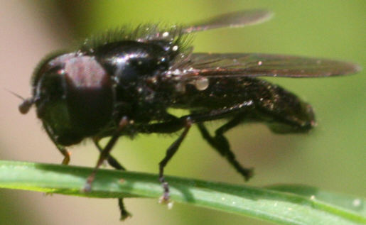 Heringia sp.