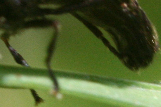 Heringia sp.