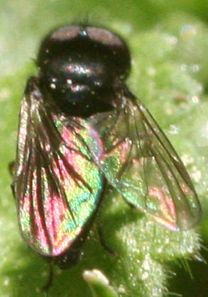 Heringia sp.