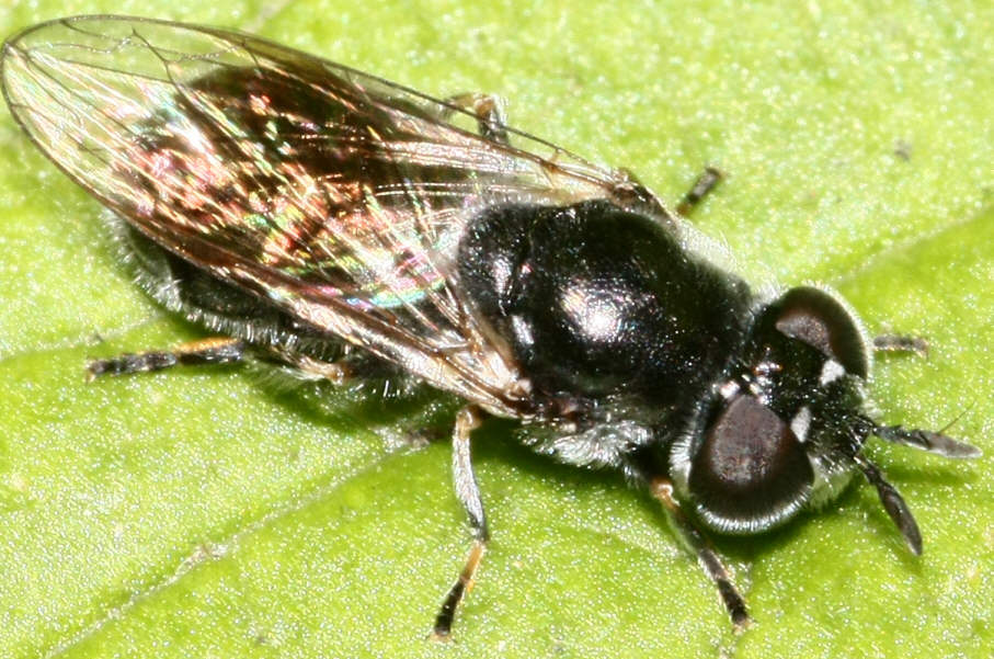 Heringia sp.