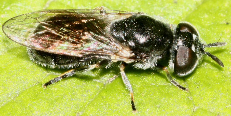 Heringia sp.