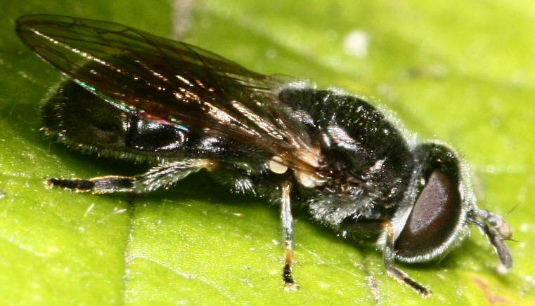 Heringia sp.