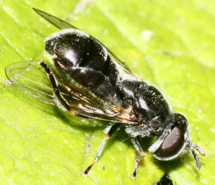 Heringia sp.