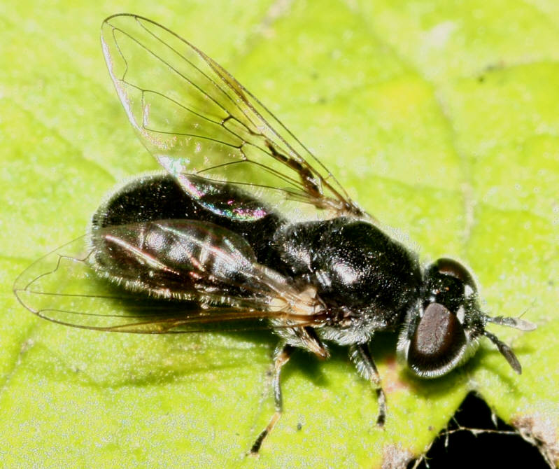 Heringia sp.