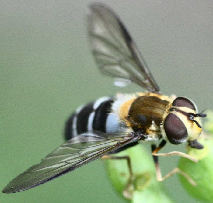 Leucozona glaucia
