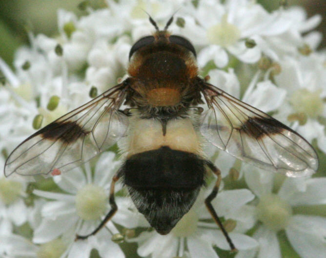 Leucozona lucorum